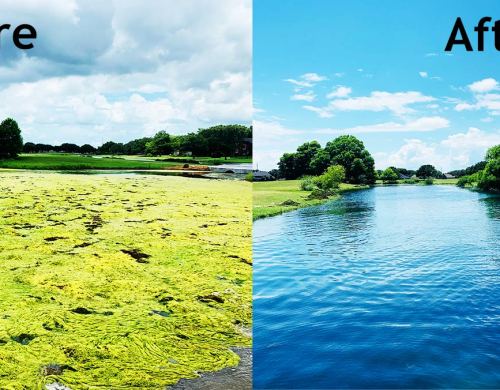 before-and-after-best-lake-weed-killer-ponds-texas