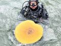 underwater-tree-stump-removal-near-me