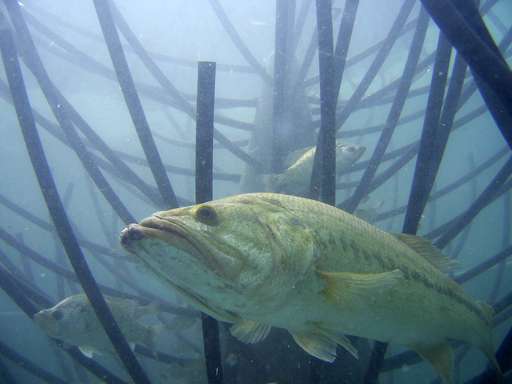 largemouth bass underwater near artificial structure