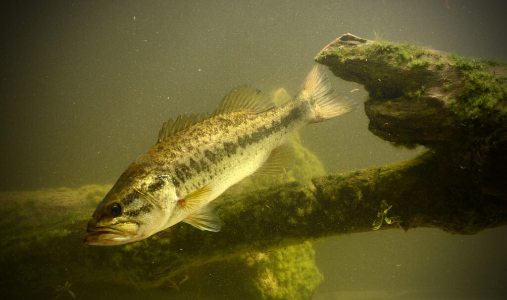 largemouth bass fish swimming underwater in lake