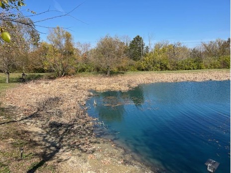 after cattail removal 