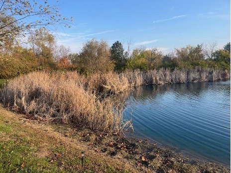 before cattail removal