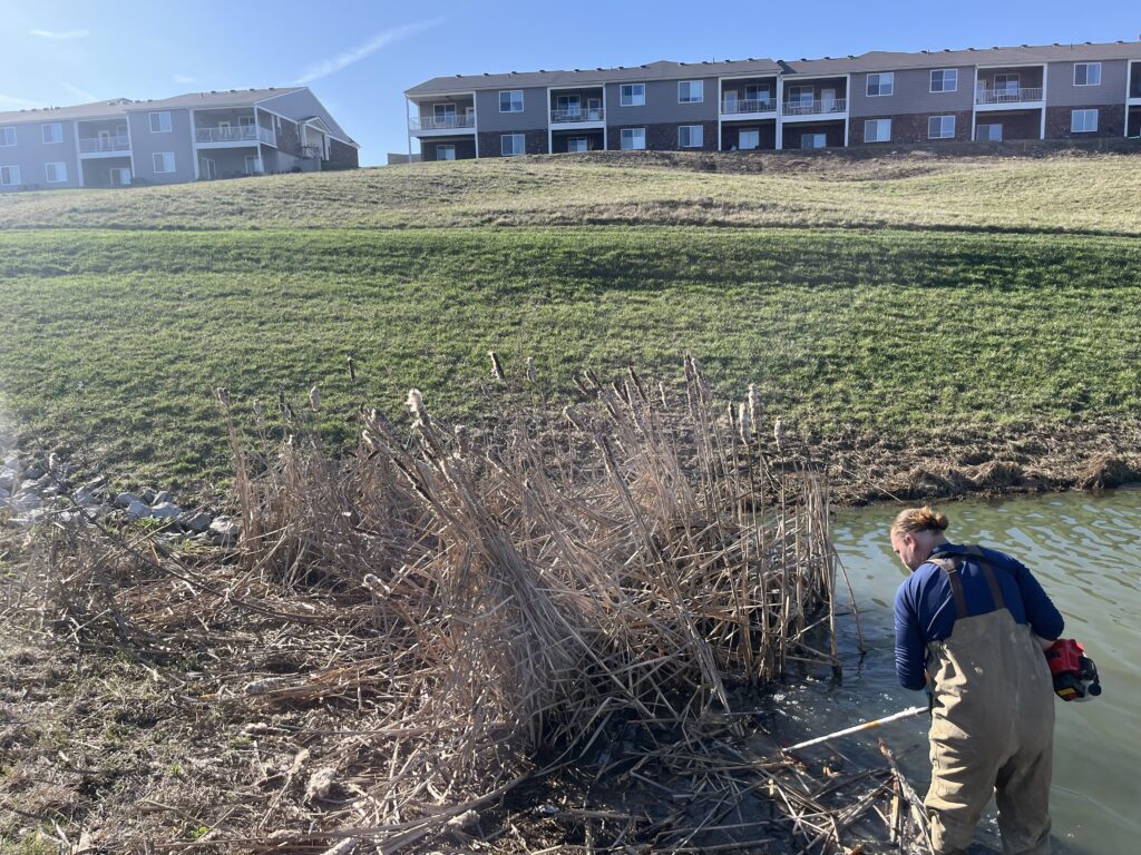 Cattail removal post herbicide treatment