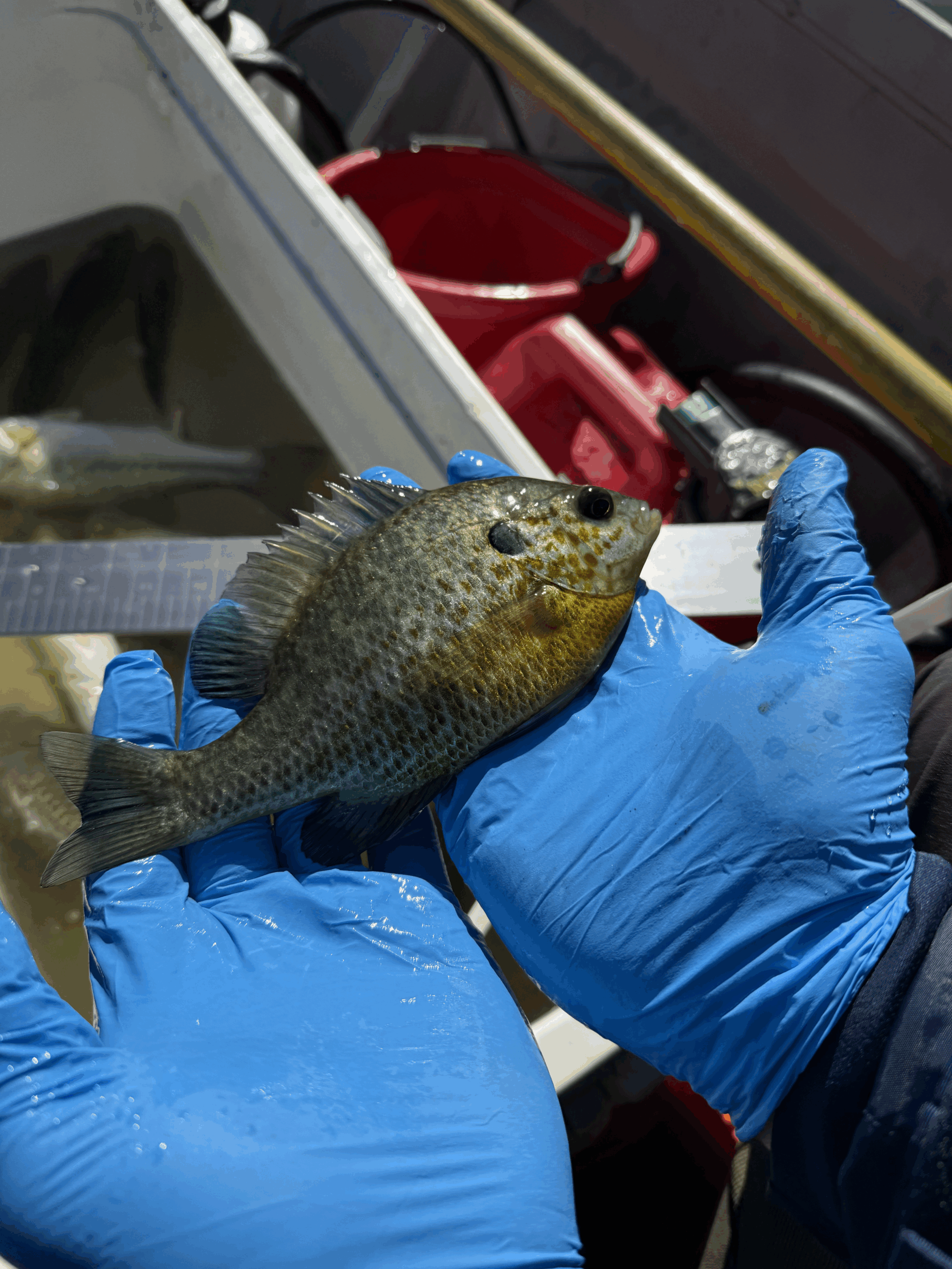 Blue-green sunfish hybrid