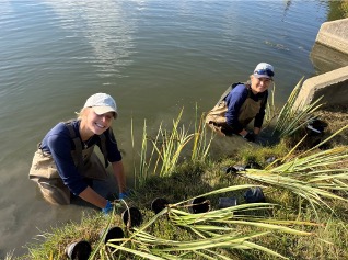 Employees planting native plants