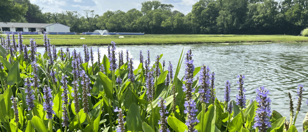wetland plantings for erosion control